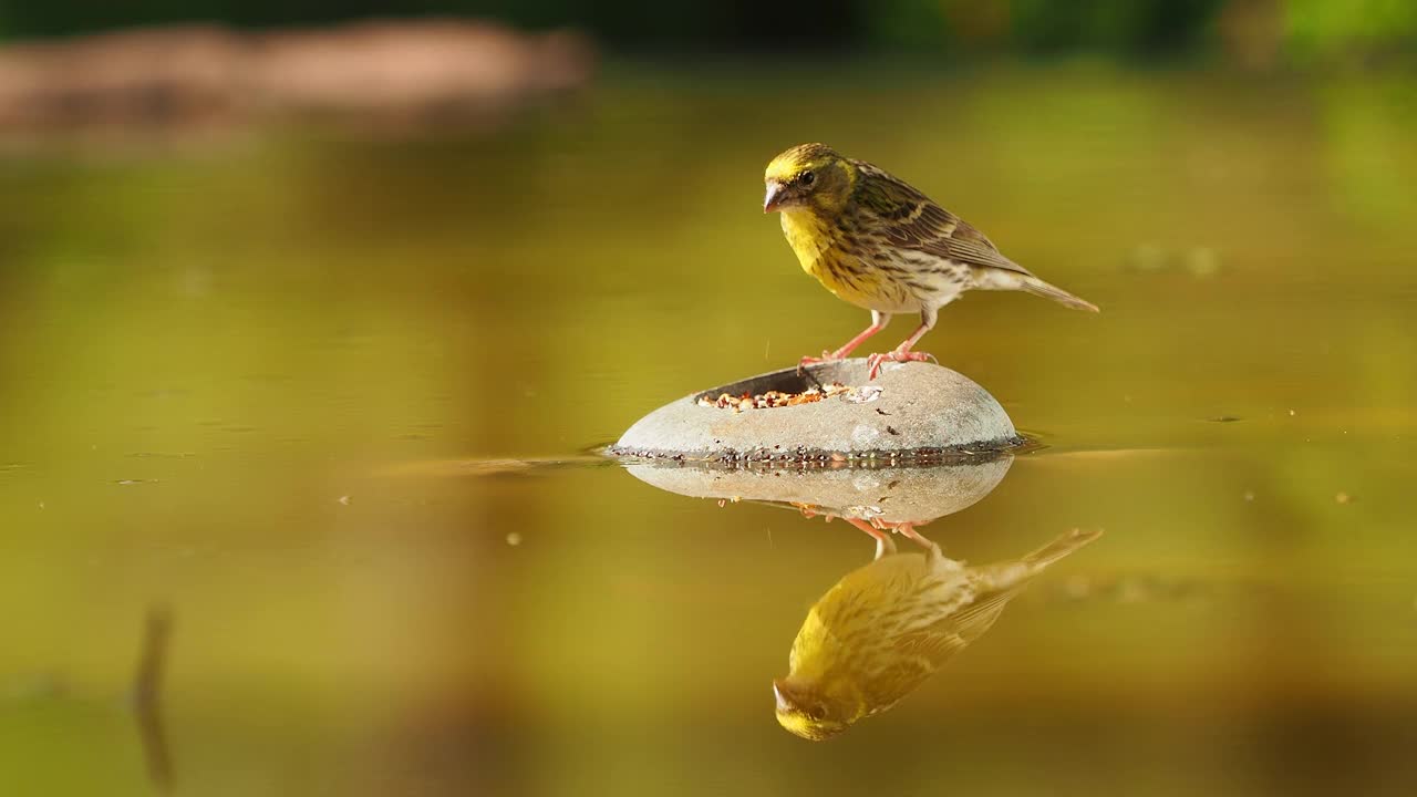 特写的欧洲绿翅雀(Chloris Chloris)，在自然界的石头上喝水。视频素材