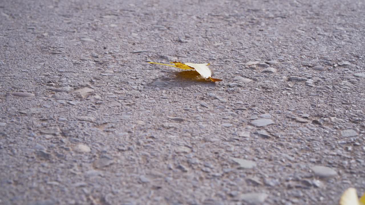 落叶落在柏油路上。视频下载