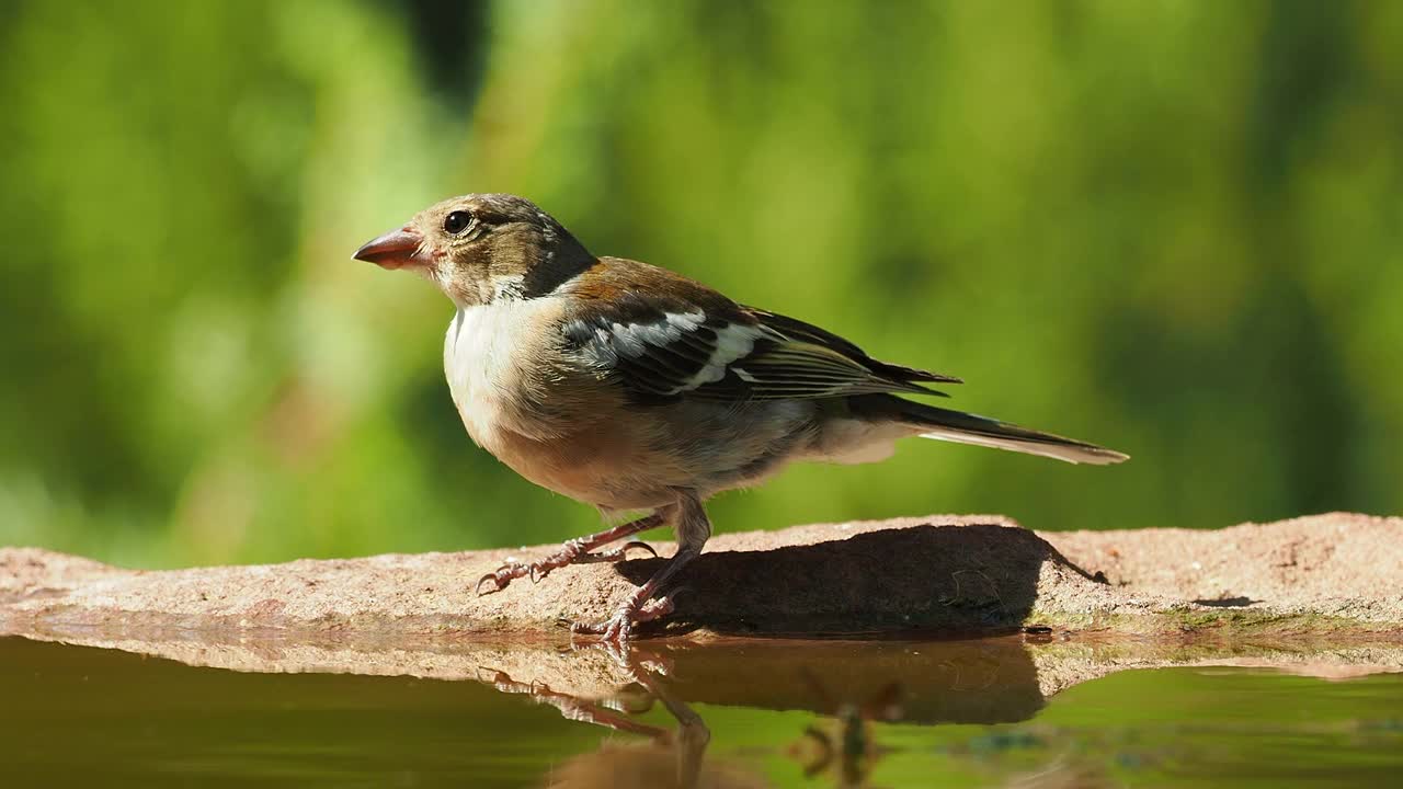 苍头燕雀属的雏鸟，在自然界中饮水。视频下载