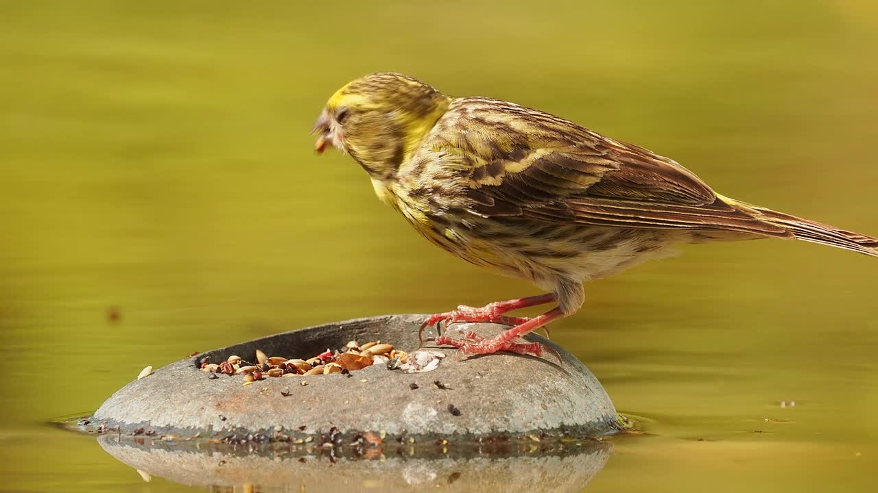 特写的欧洲绿翅雀(Chloris Chloris)，吃种子的水的一个池塘。视频素材