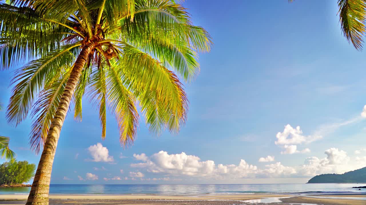 棕榈树。海中。岛。海滩视频素材