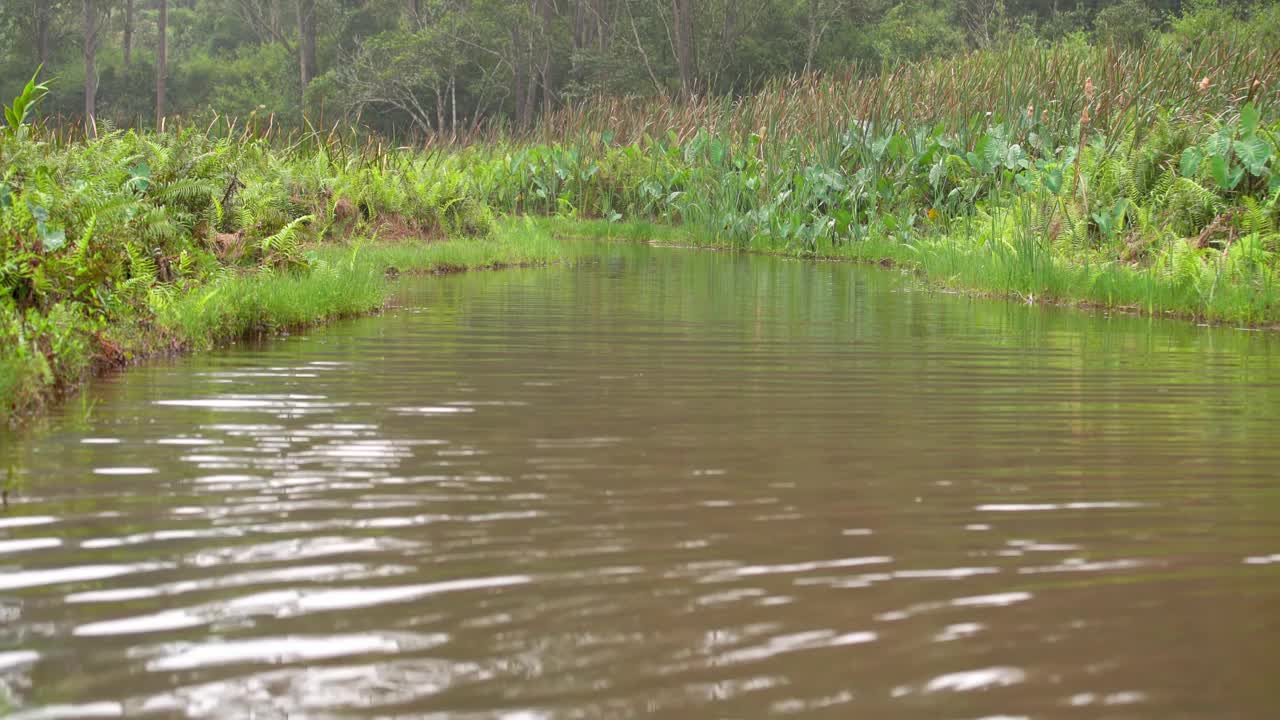 在绿色的马达加斯加非洲丛林雨林中的一条小泥水河视频素材