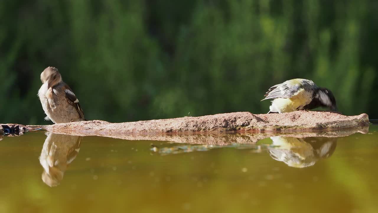 大自然中的苍头燕雀(coelebs)和大山雀(Parus major)的特写，在夏天饮用和洗澡的水。视频素材