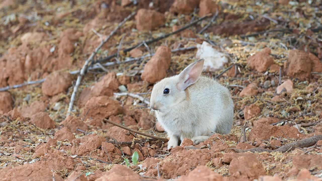 小白兔在大自然中吃着树叶和草。视频下载