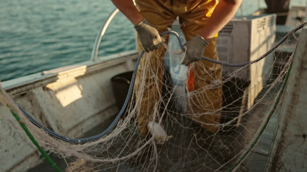 中成年漁夫將墨魚從網中移出視頻下載