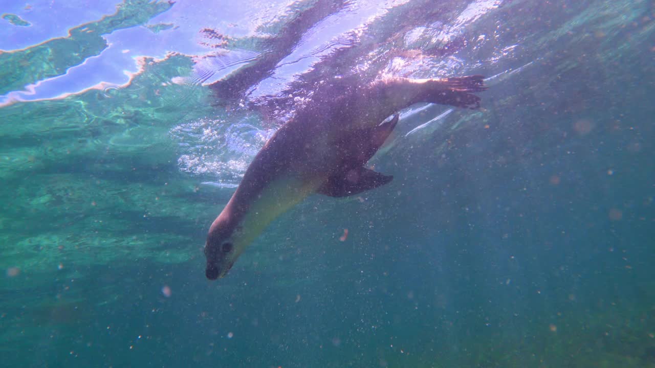 可爱的海豹在水下游泳-西澳大利亚，澳大利亚视频下载