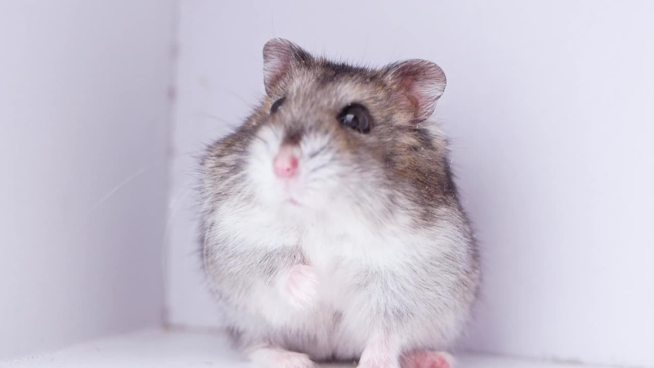 小矮人仓鼠在一个白色的小盒子里清洗它的皮毛。小的家养宠物。视频素材