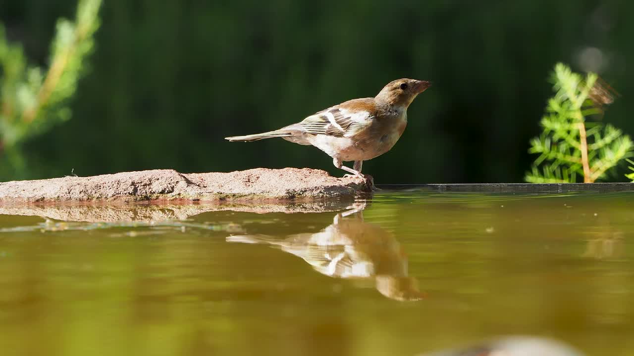 苍头燕雀的雏鸟，在自然界中饮用池塘里的水。视频素材