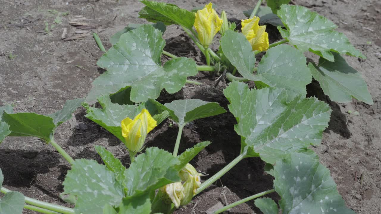 在开花期间，在乡村花园的菜豆灌木视频素材