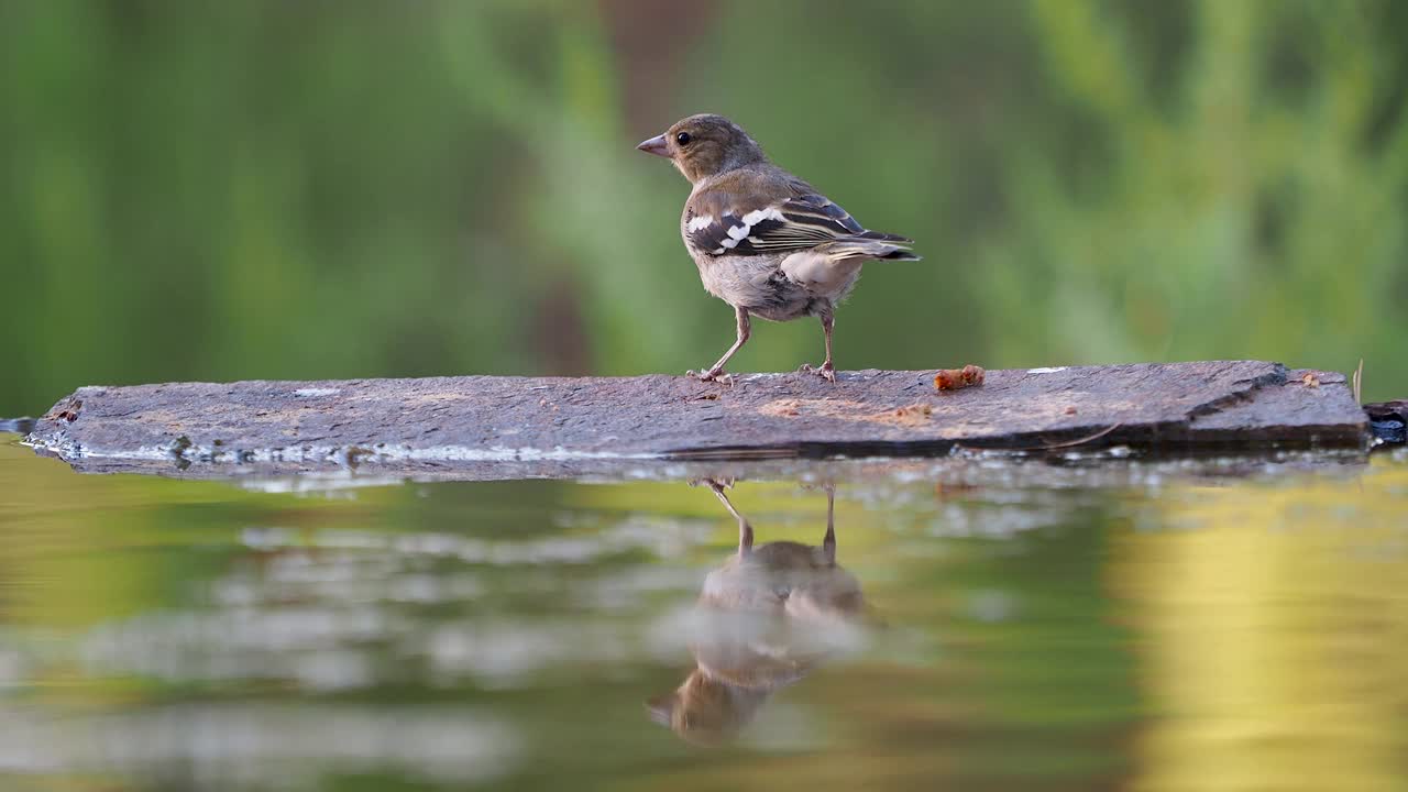 苍头燕雀(苍头燕雀属)的幼鸟，在大自然中饮水。视频素材