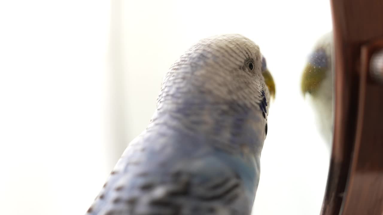 蓝色雄性鹦鹉在镜子里看自己-长尾鹦鹉/虎皮鹦鹉视频素材