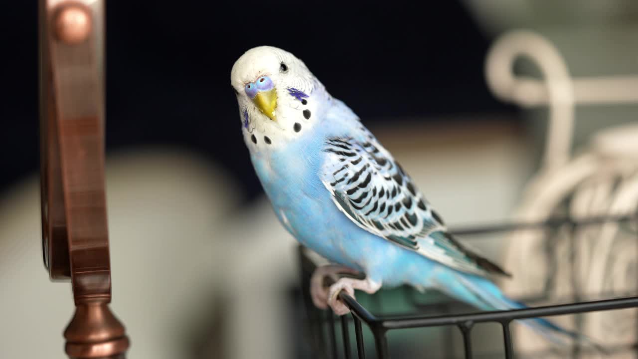 蓝色雄性鹦鹉在镜子里看自己-长尾鹦鹉/虎皮鹦鹉视频素材