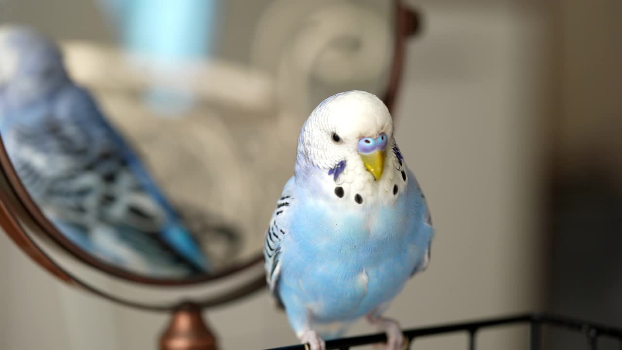 蓝色雄鹦鹉看着相机-长尾小鹦鹉/虎皮鹦鹉视频素材