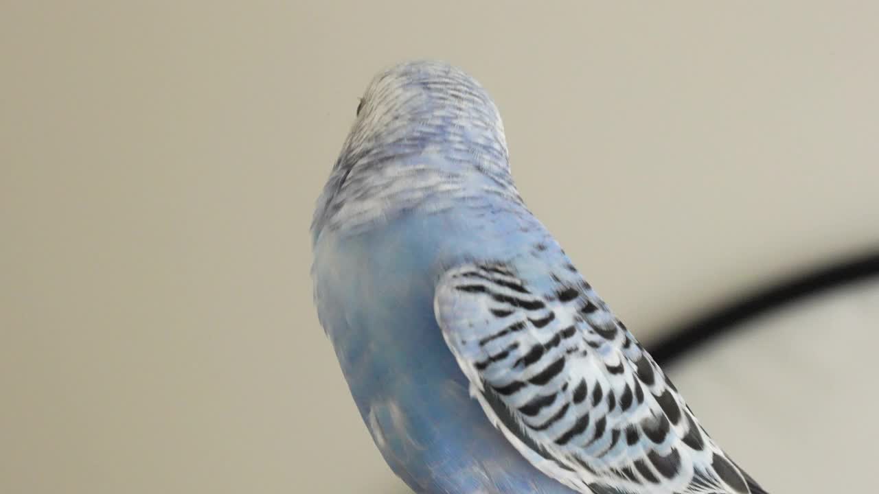 蓝色雄鹦鹉在主人的手指-长尾小鹦鹉/虎皮鹦鹉驯化视频素材