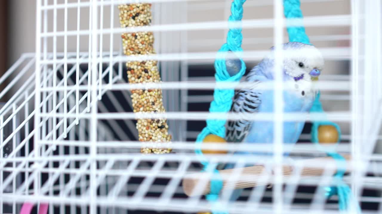 蓝色雄鹦鹉在笼子里的秋千上摇摆-长尾小鹦鹉/虎皮鹦鹉视频素材