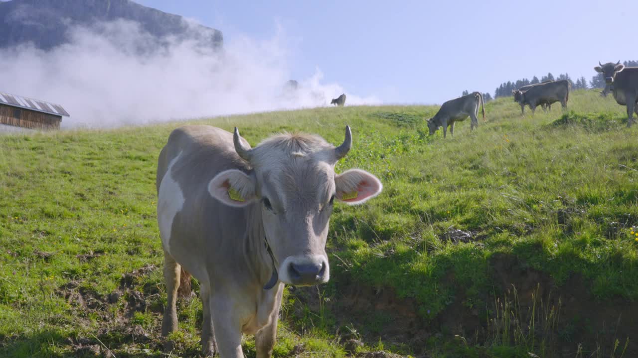 好奇的母牛在山上慢动作视频素材
