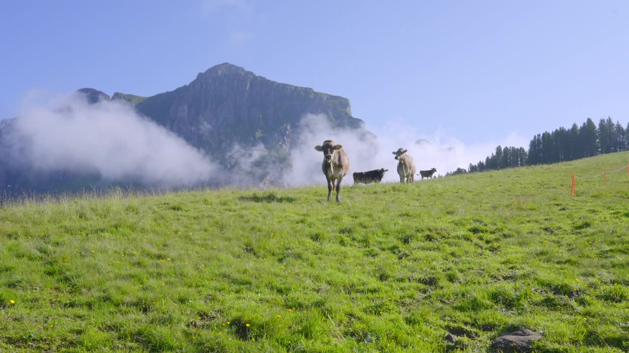 好奇的母牛在山上慢动作视频素材