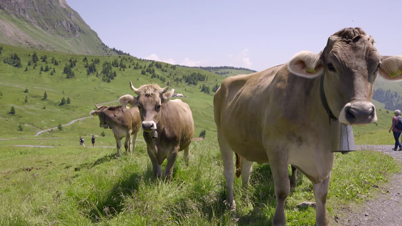 好奇的母牛在山上慢动作视频下载