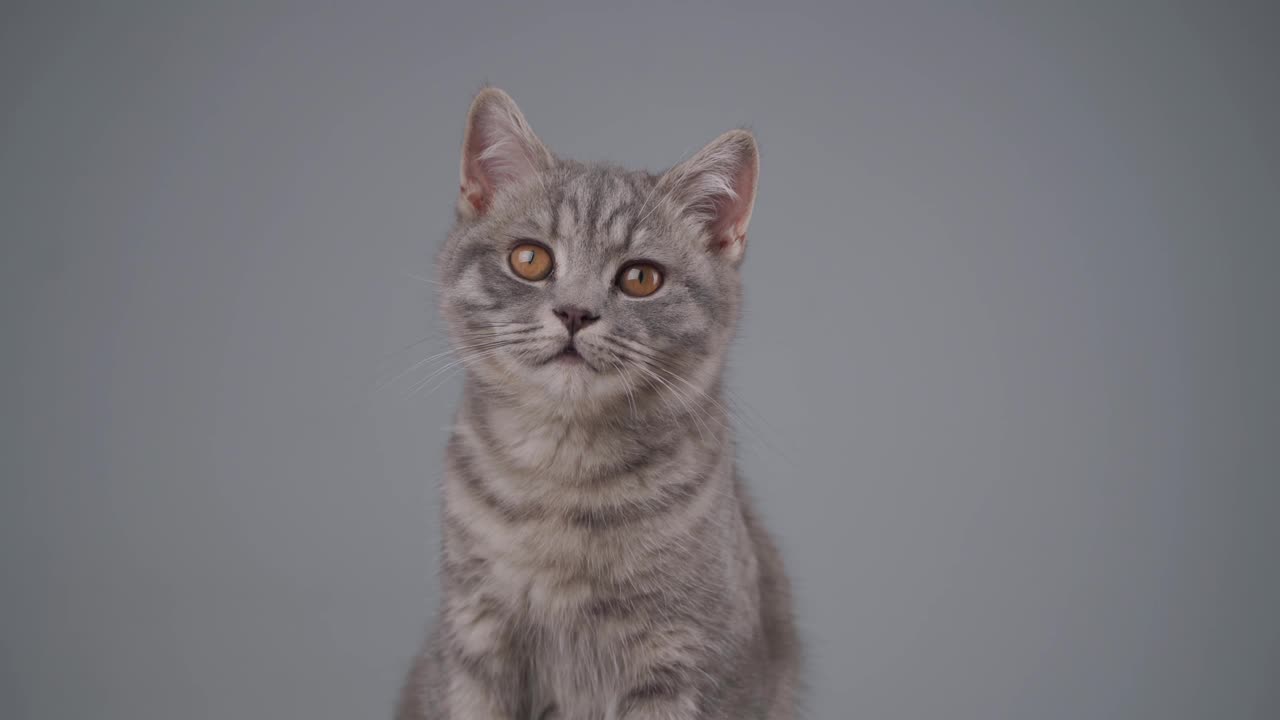 动物主题。可爱的苏格兰直猫，灰色，黄色的眼睛在灰色的背景下玩耍。英国品种的小猫在椅子上无忧无虑。宠物需要主人的关心和爱视频下载
