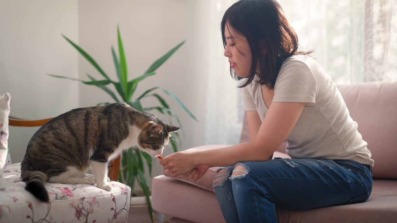 家猫主人在家里的客厅喂她的猫视频购买