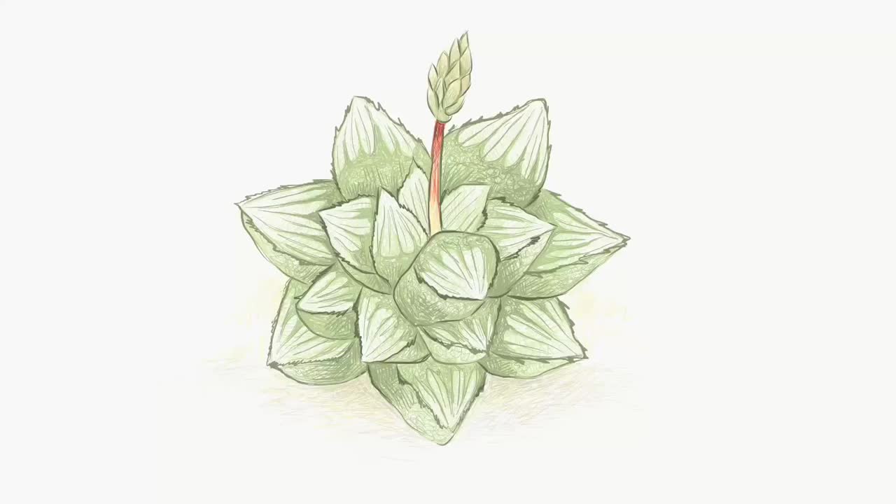 肉质植物的素材手绘草图视频下载
