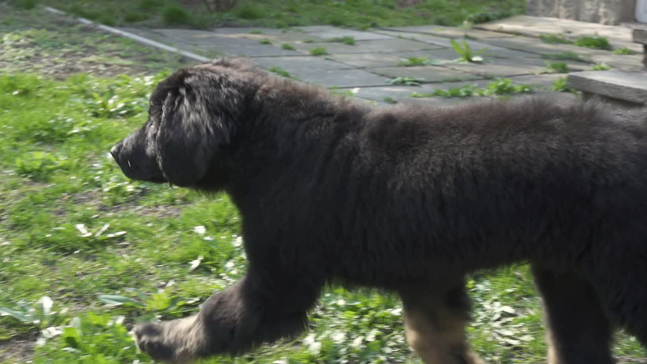 狗寵物霍瓦瓦特小狗黑色和棕色，德國品種。在后院跑向主人視頻素材