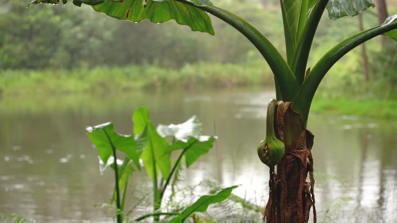 雨落在丛林的湖泊上，特写棕榈树灌木潮湿的叶子前景，马达加斯加雨林视频素材