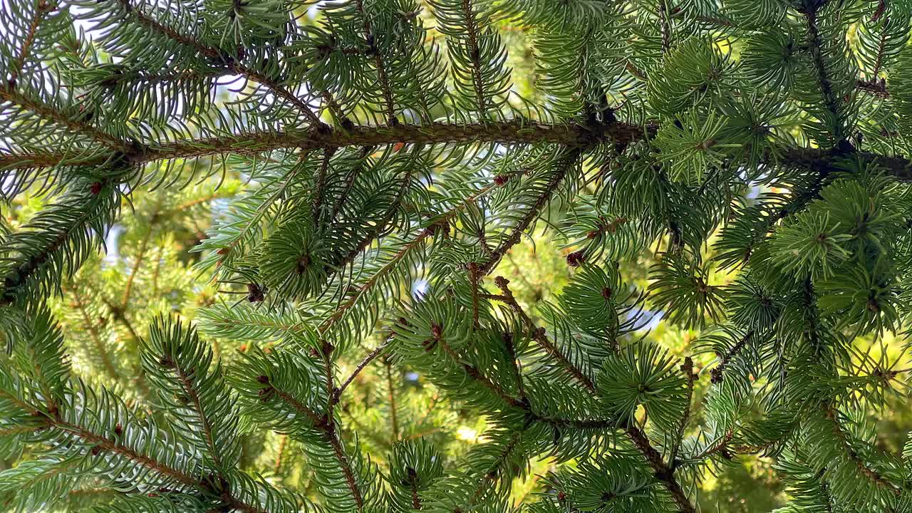 常青的树枝在阳光明媚的日子里视频下载