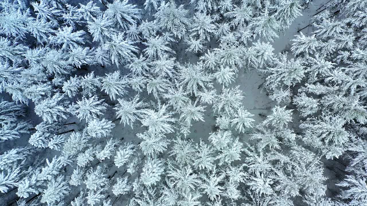 德国陶纳斯，空中俯瞰被雪覆盖的冷杉树视频下载