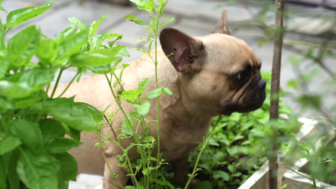 生病的狗在花園里吃自家種的蔬菜。視頻素材