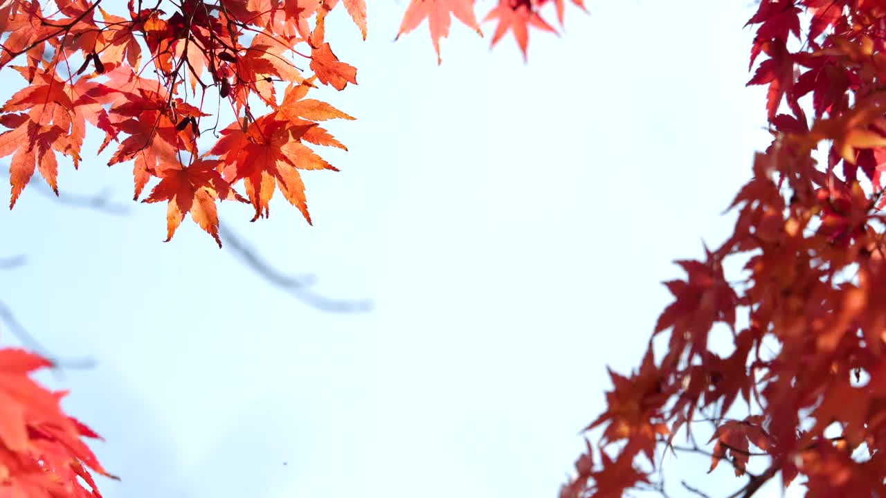 紅色的樹葉。從正下方拍攝。視頻素材