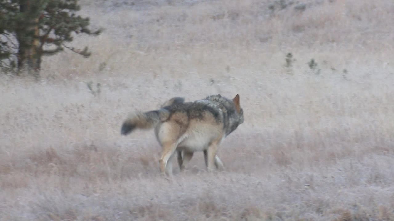 黄石-狼/怀俄明州，美国视频下载