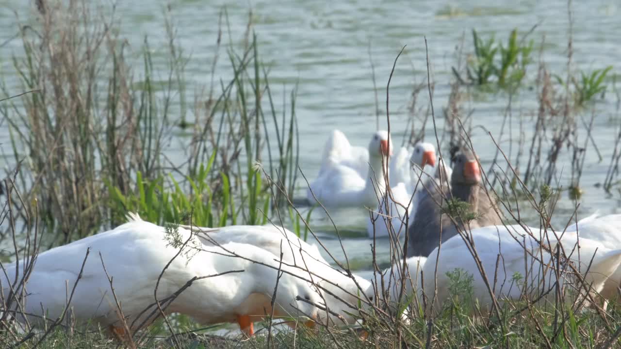 鹅抬起头喝湖里的水，在地上吃东西。牧场上有一群白棕色的鹅。农场里的家鹅。鹅在绿色的草地上走视频素材