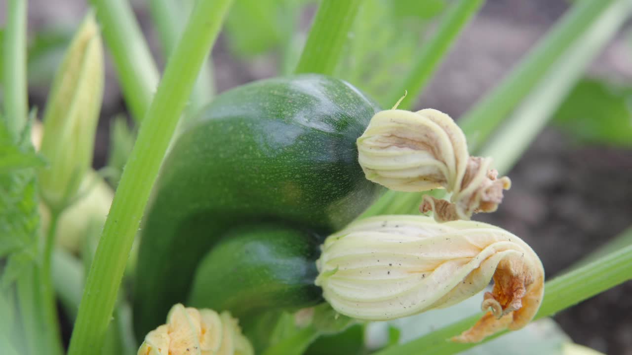 一个私人生态农场花园中绿色西葫芦成熟的特写镜头视频下载