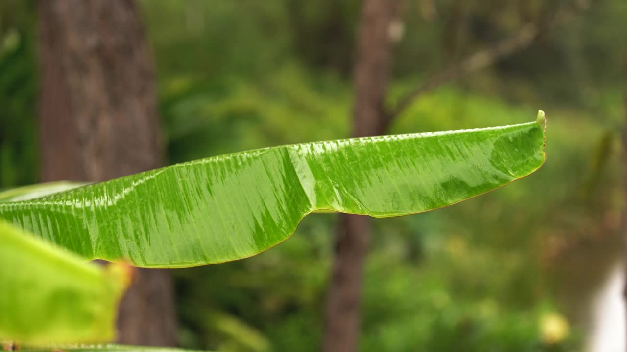 雨落在丛林的湖泊，靠近棕榈树或灌木潮湿的叶子前景，马达加斯加雨林视频素材