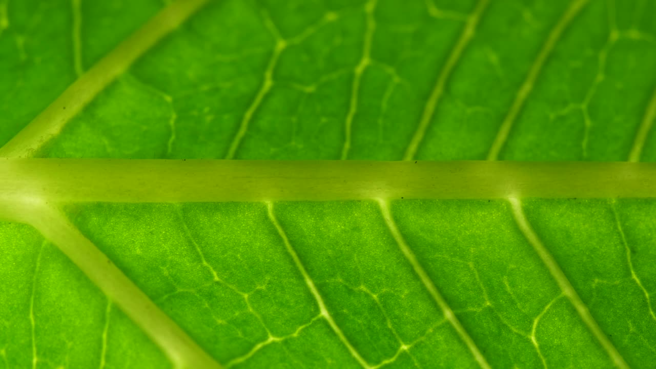 叶片表面的细胞结构视图显示植物细胞的教育。叶子在微距拍摄背景。植物或树的明亮的绿色叶子与纹理和图案接近。视频下载