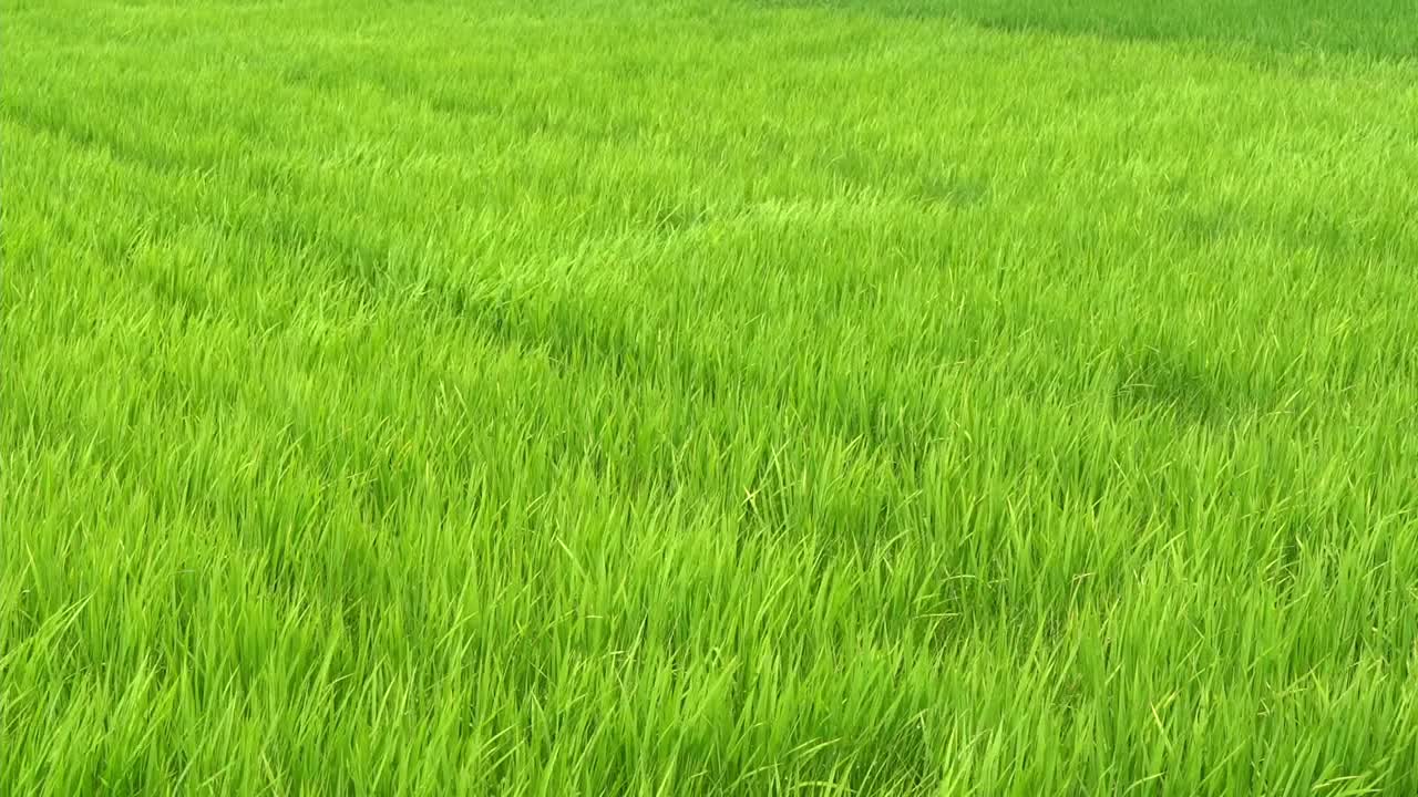 稻谷绿草地随风摇曳，在绿野风光中荡漾视频下载