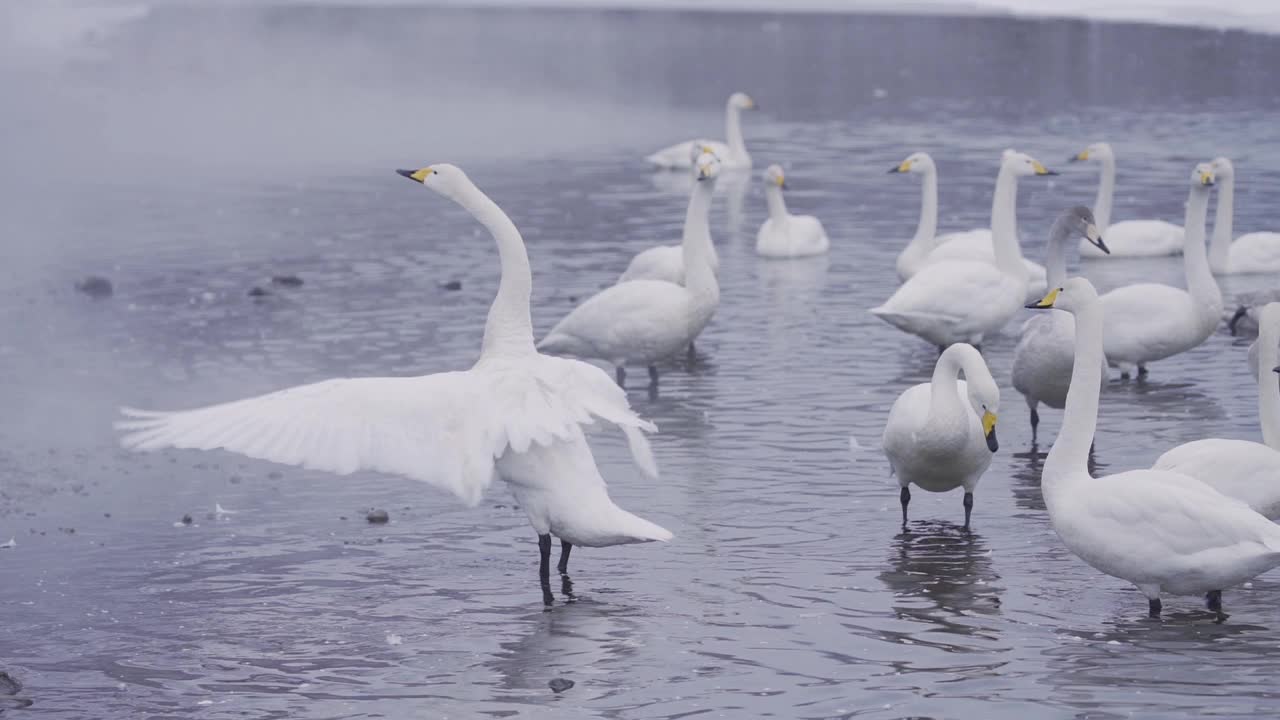 日本北海道东部冬季湖中的白天鹅视频下载