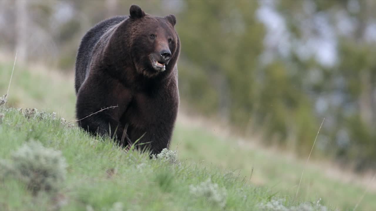 TS/MS 4K拍摄的一个大型雄性灰熊/野猪(Ursus arctos)追逐一只雌性灰熊视频素材