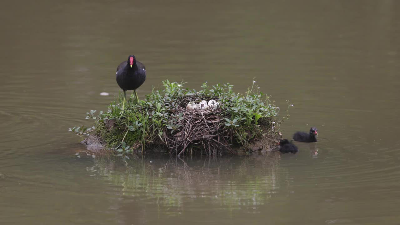 黑水禽家族和他们的巢视频下载