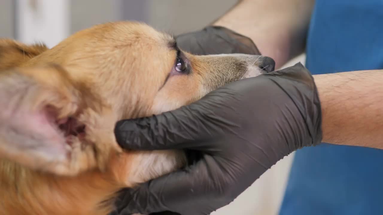 在兽医诊所里，兽医爱抚着小狗，并用蓝色的绷带包扎伤口。两位兽医检查一只可爱的小狗。团队合作。小狗狗。视频素材