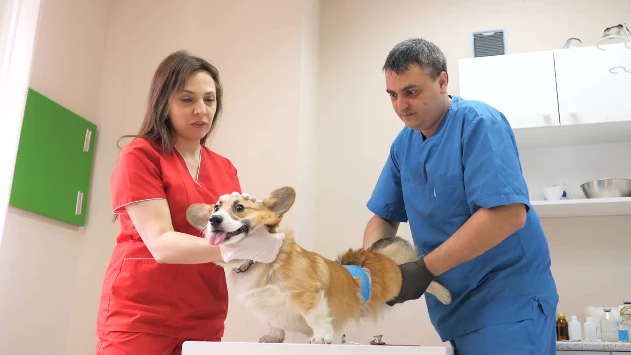 在兽医诊所里，兽医爱抚着小狗，并用蓝色的绷带包扎伤口。两位兽医检查一只可爱的小狗。团队合作。小狗狗。视频素材