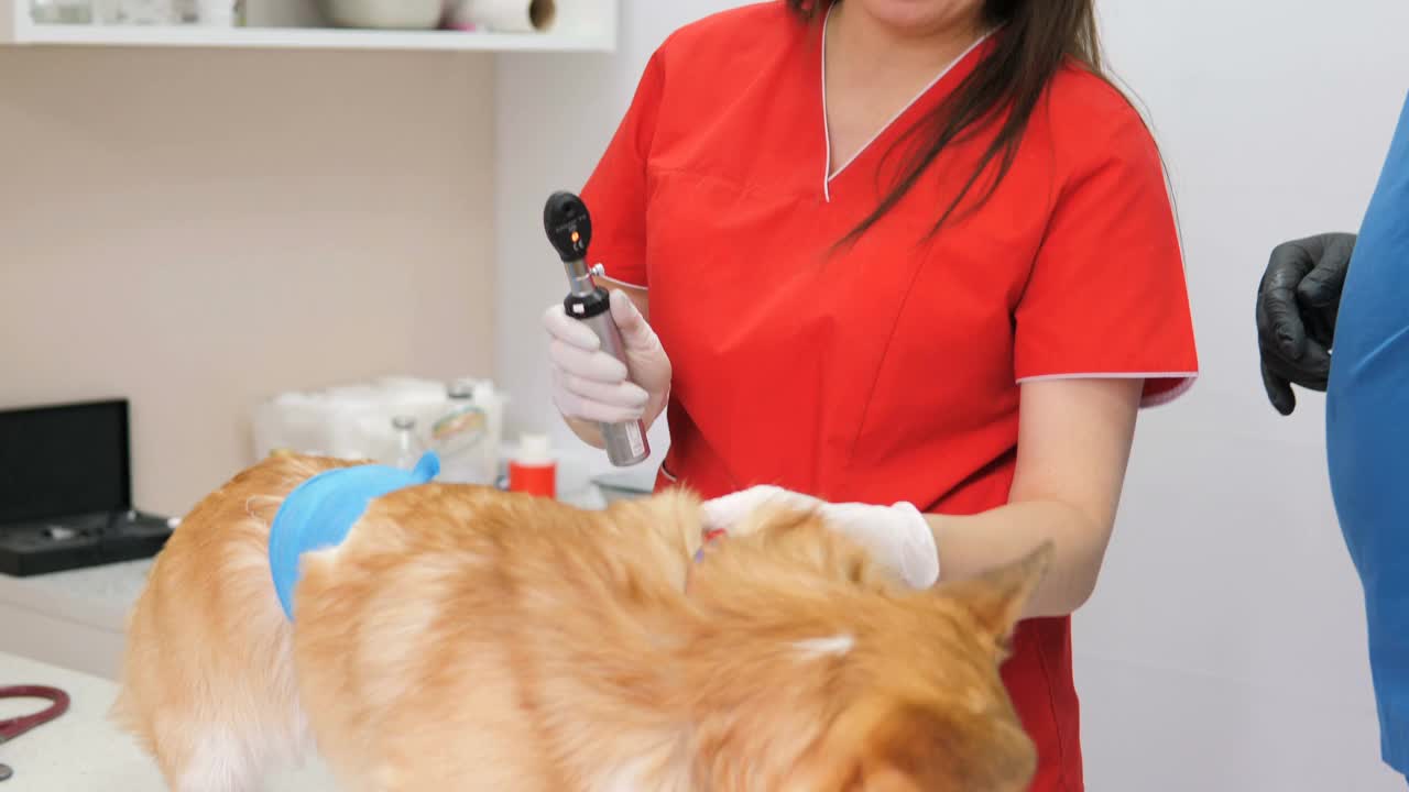 在兽医诊所，兽医对宠物狗进行检查，检查听觉和视力。两位兽医检查一只可爱的小狗。团队合作。小狗狗。视频素材