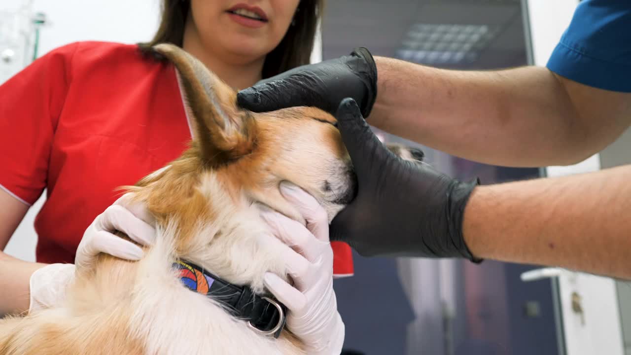 在兽医诊所，兽医对宠物狗进行检查，检查听觉和视力。两位兽医检查一只可爱的小狗。团队合作。小狗狗。视频素材