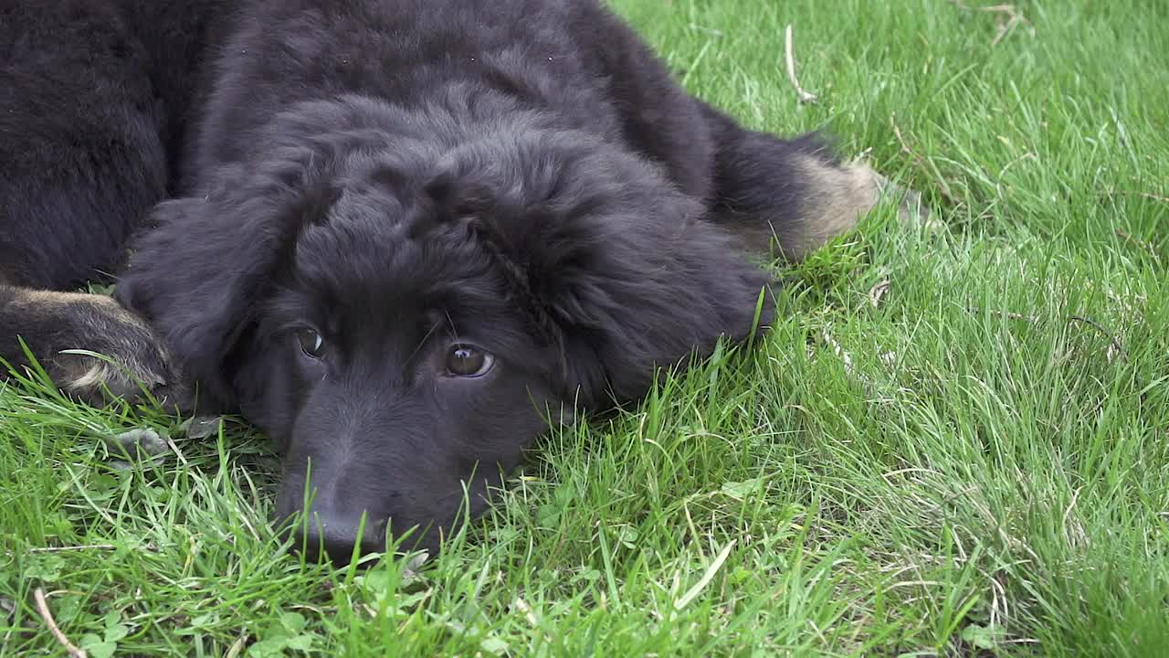 狗宠物霍瓦瓦特小狗黑色和棕色，德国品种。在院子的草地上睡着了视频素材