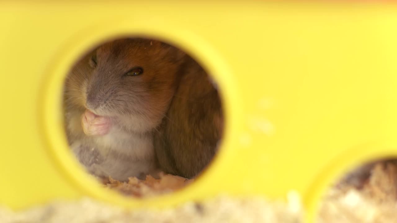 黄色笼子里的灰色小仓鼠。视频素材