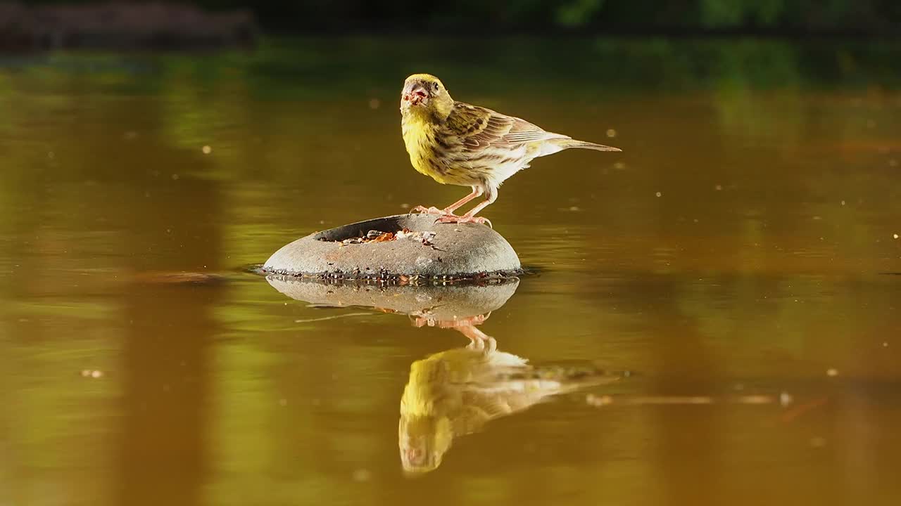 欧洲绿雀的特写镜头，在自然界的石头上喝水。视频素材