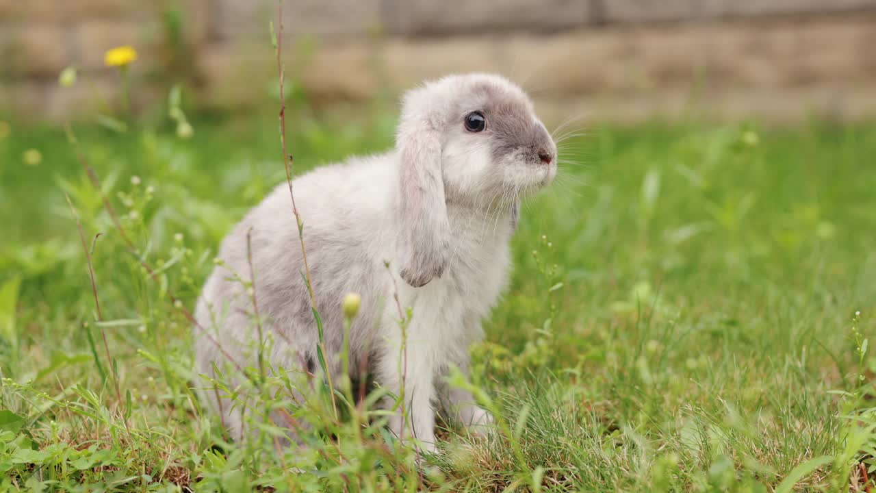 兔子在草地上吃草视频下载