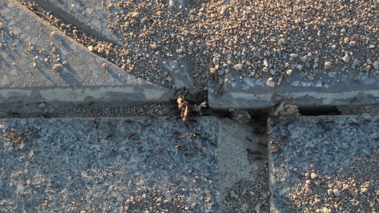 日落时分，一排一排的黑蚂蚁在城市的地板上奔跑视频下载