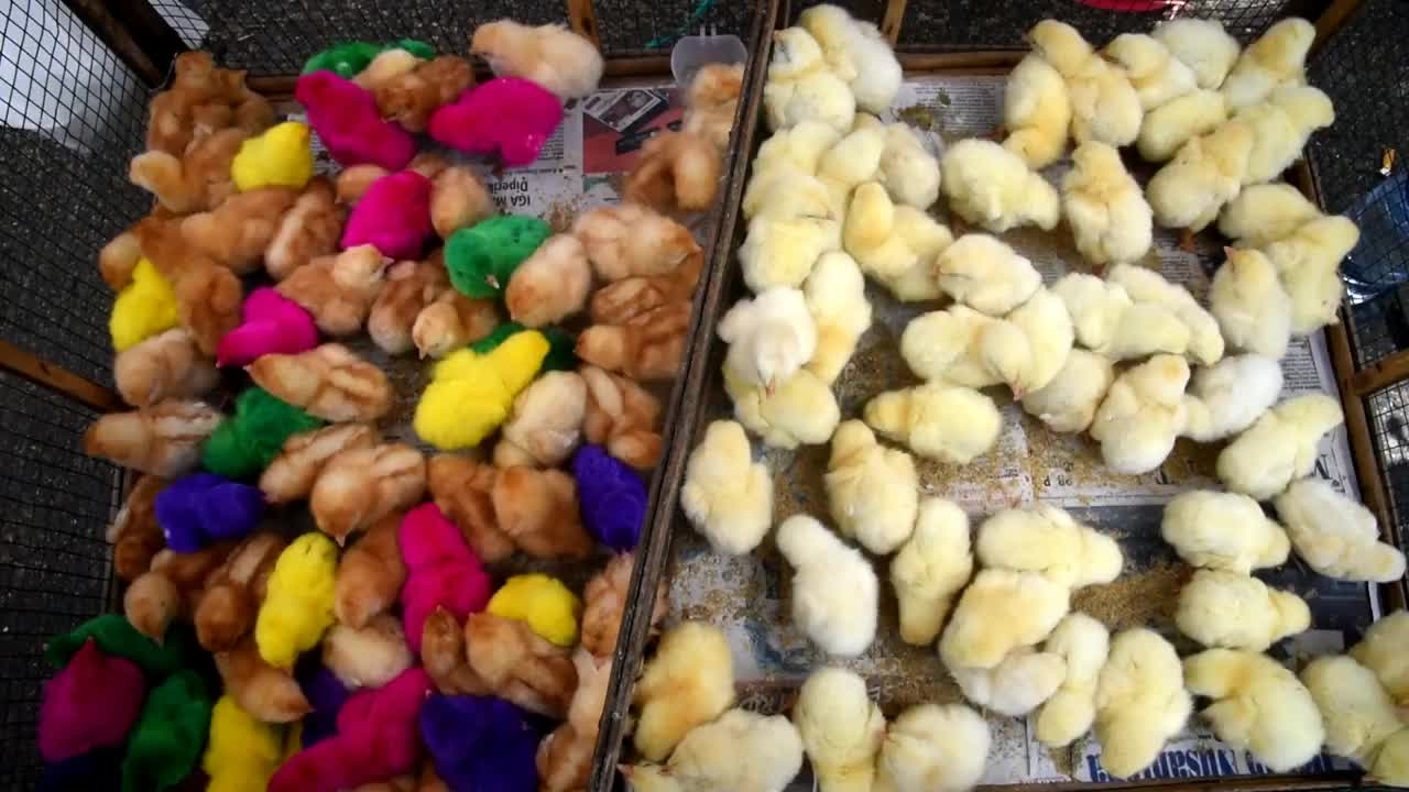 五颜六色的小鸡在市场上出售视频下载